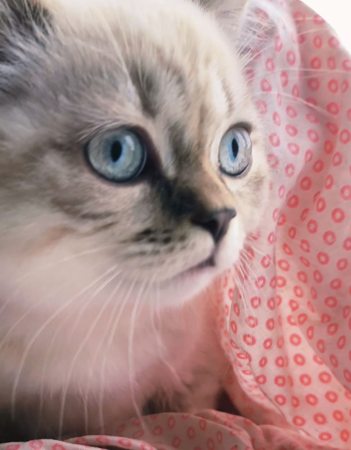 Шотландский котенок котята Линкс поинт