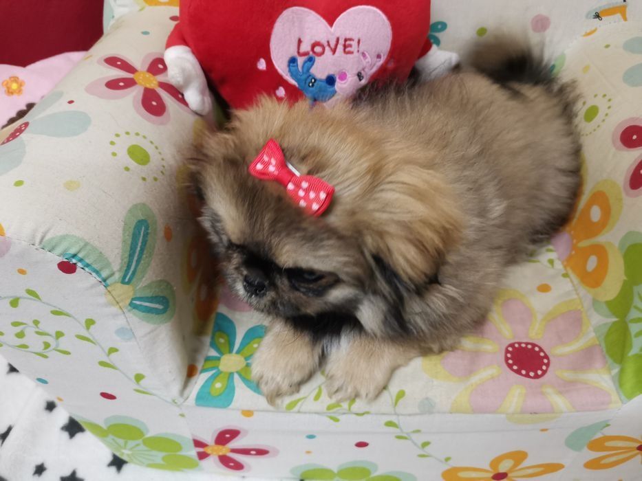 Pekińczyk Szczeniak Nie Shih Tzu