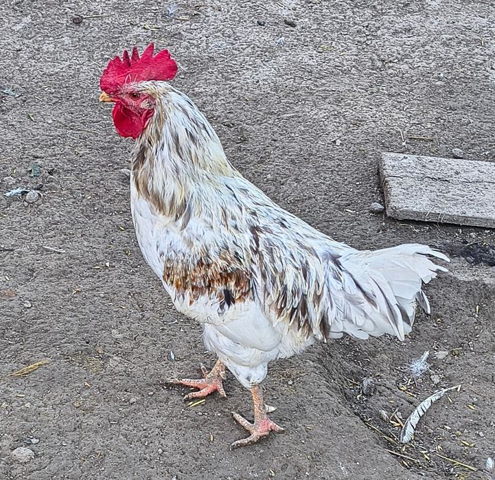 Kogut Dominant Blue koguty dla kur.