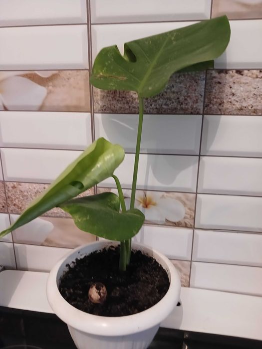 Монстера в горщику