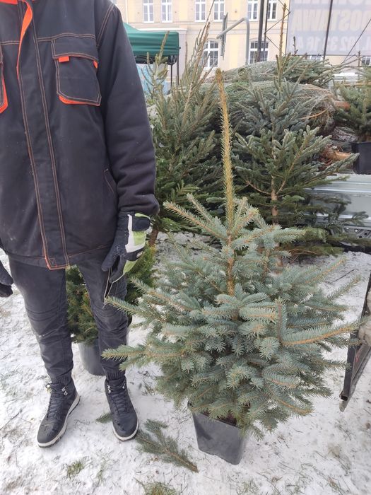 Świerk srebrny i zwyczajny