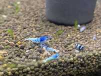 Caridinas Blue Bolt Crystal Red/Black