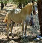 Cavalo inteiro muito manso