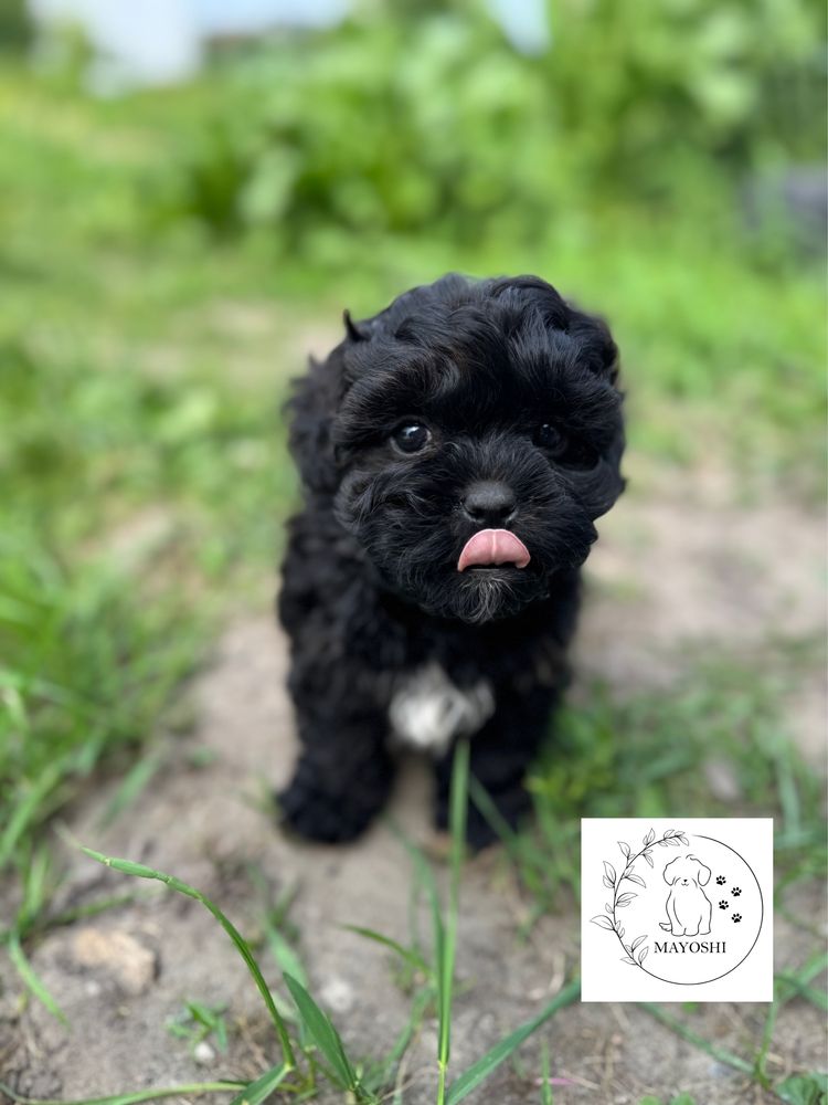 Guffi Samiec Shihpoo Wyprawka Badania genetyczne Pudel Maltipoo