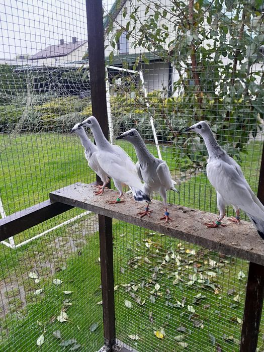 Gołębie ozdobne srebrniaki