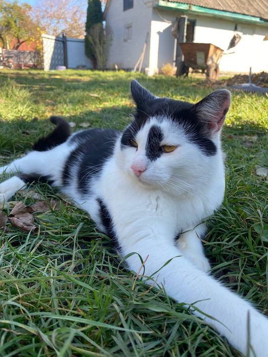 Котик Чіп шукає дім