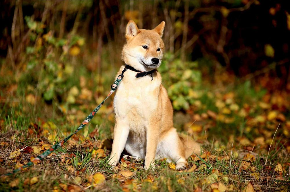 Piękny samiec z doskonałym rodowodem ZKwP FCI