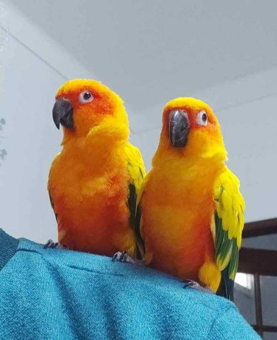 Sol/loris/ring necks