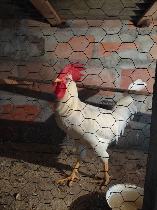 Galo leghorn com 5 meses