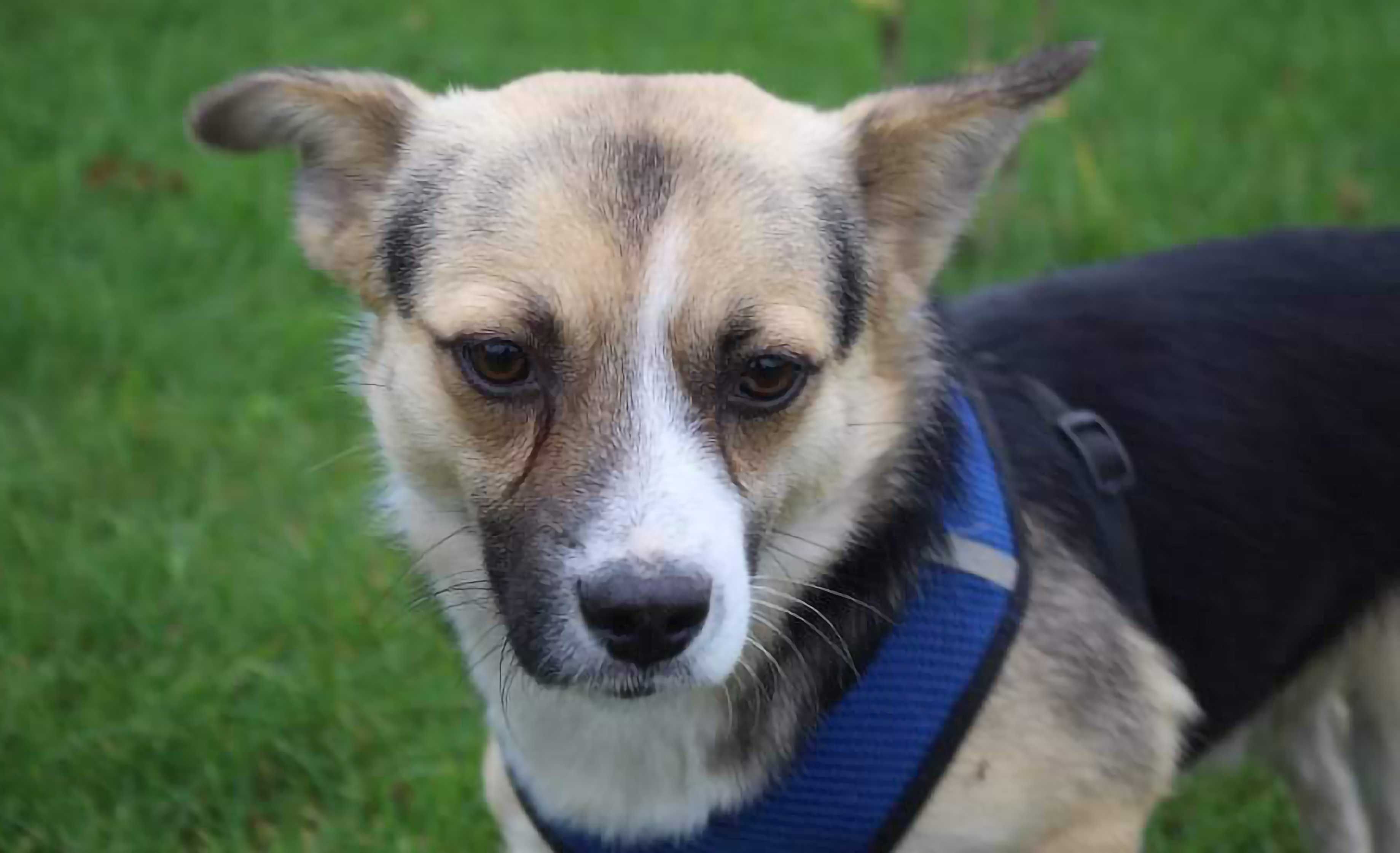 Uroczy Romeo szuka domku. Pokochaj adoptuj