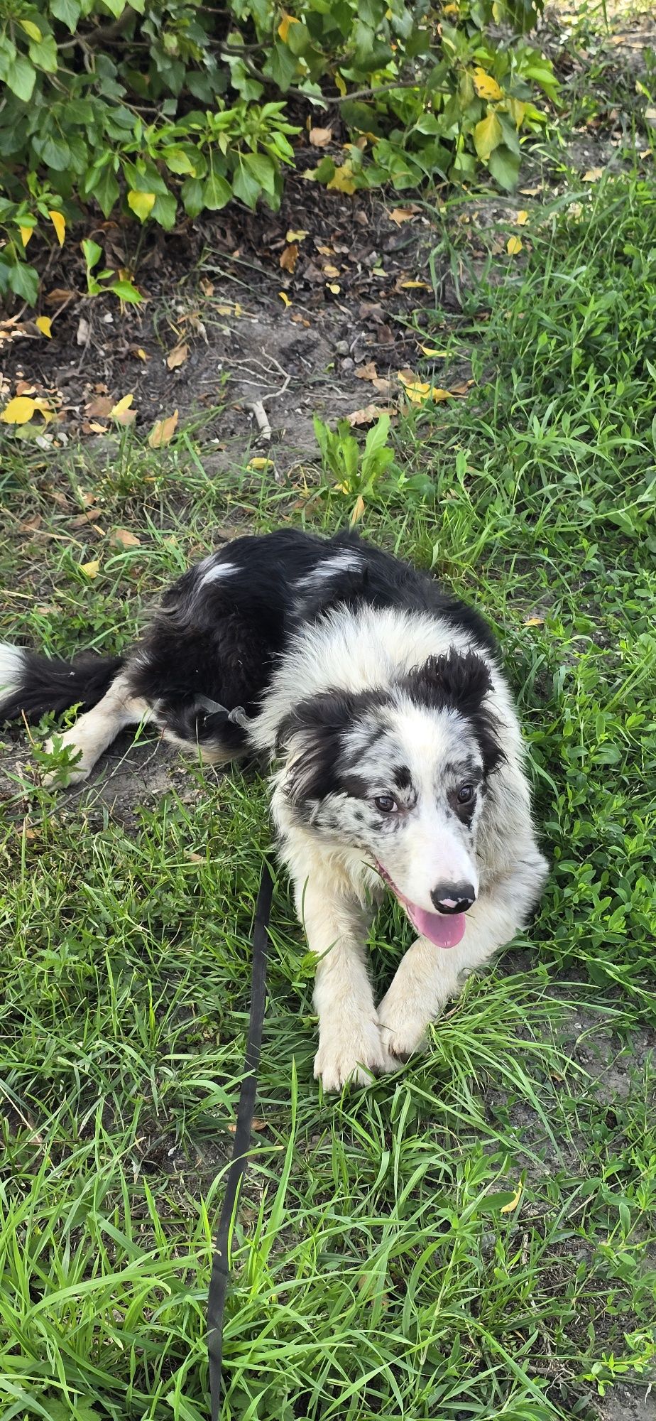 Border Collie pis