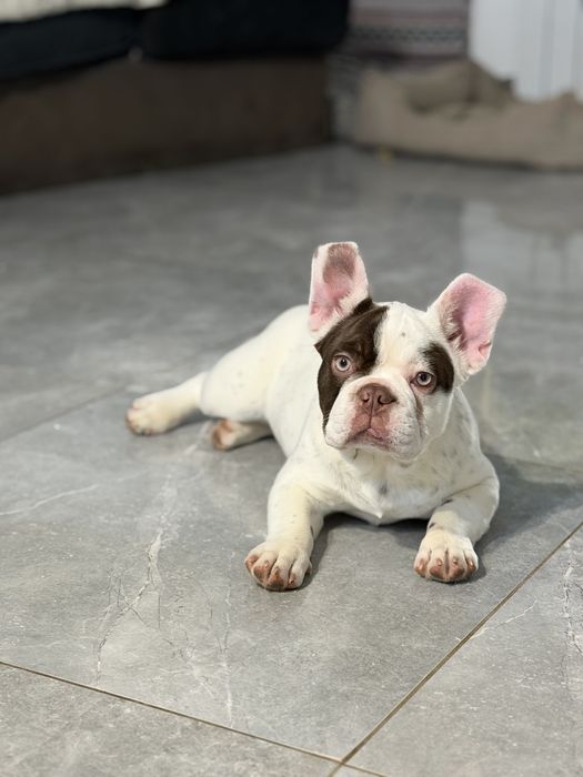 Французский бульдог девочка