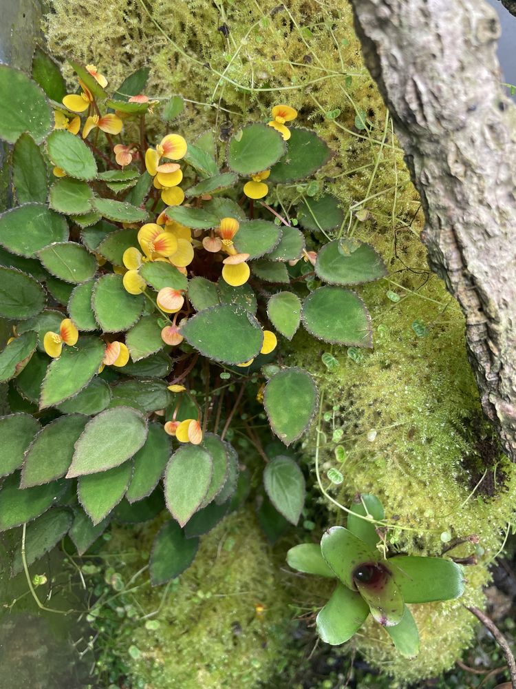 Begonia vankerckhovenii, kolekcjonerska, terrarium,wiwarium,paludarium