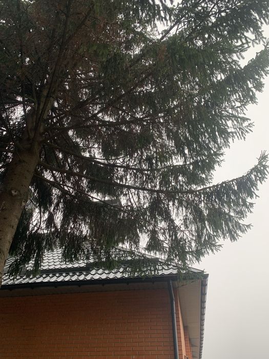 Ветки зелёной и голубой ёлки