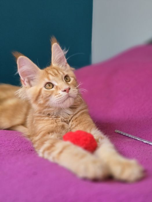 Przekochany kocurek Maine Coon