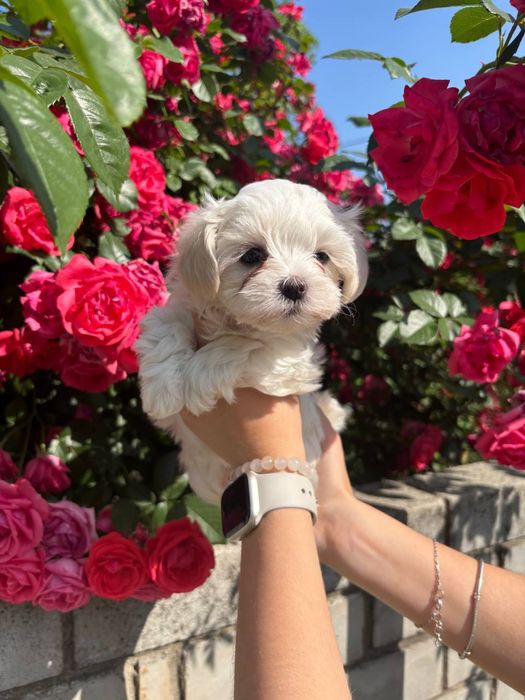 Дівчата мальтезе