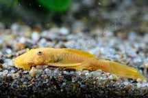 L 144 lemon 4-5cm