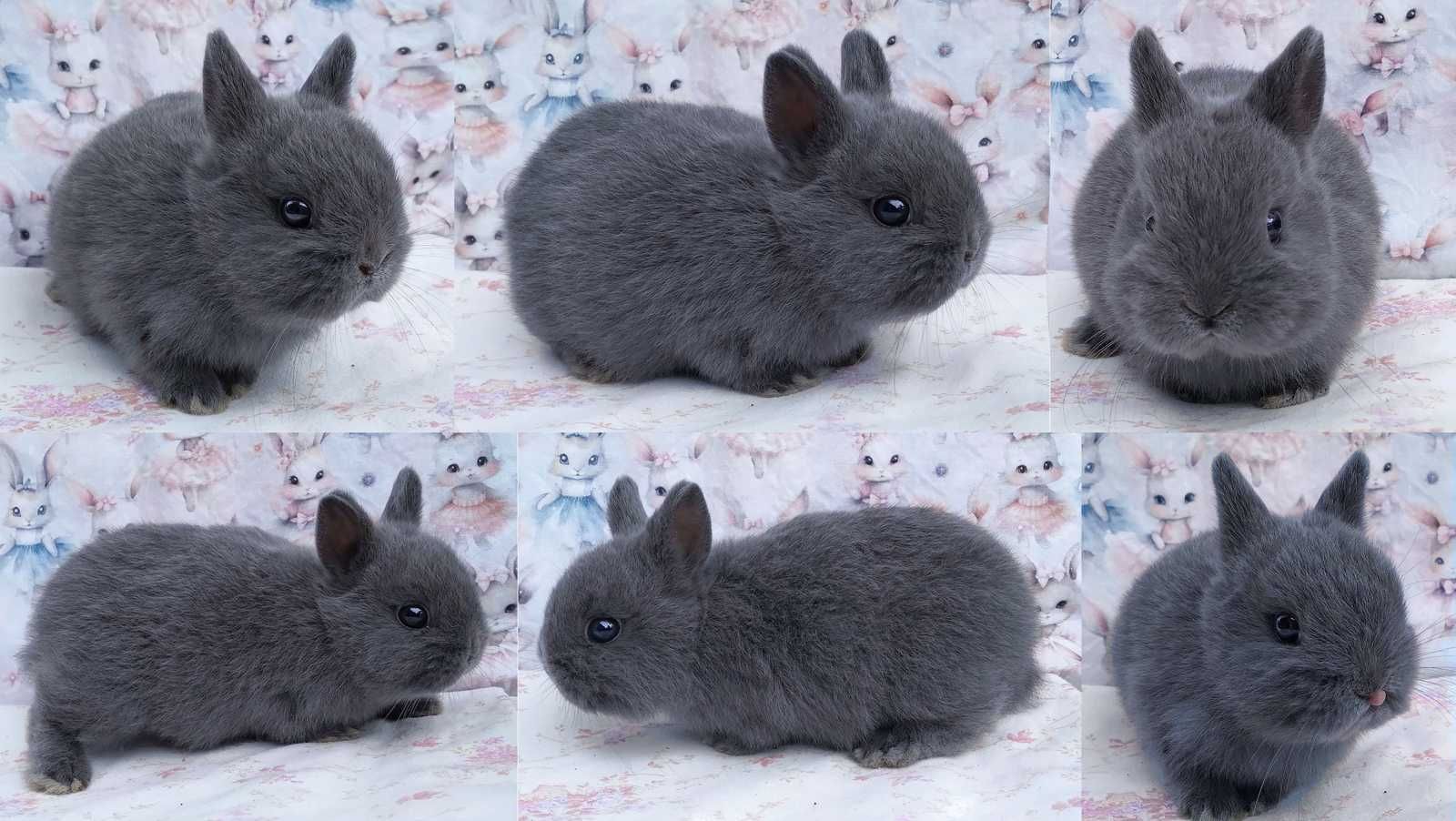 Karzełek niderlandzki, Mini lop baranek, maleńkie cuda - WARSZAWA