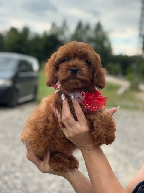 Cavapoo pudel toy suczka do odbioru!!