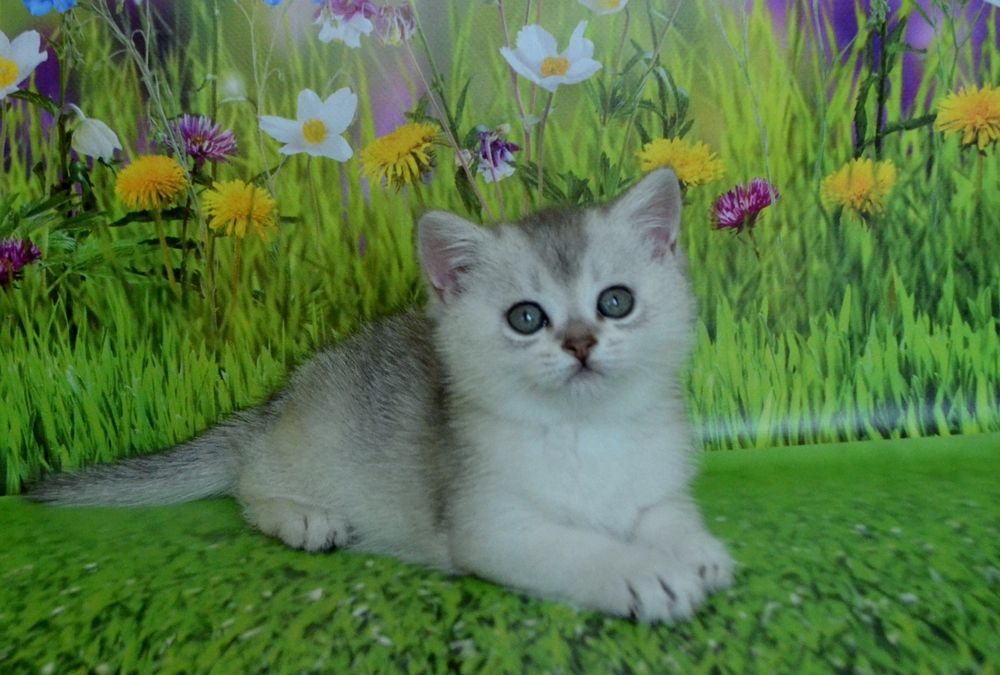 Ласкаві та ручні шиншили ( Сріблясті)