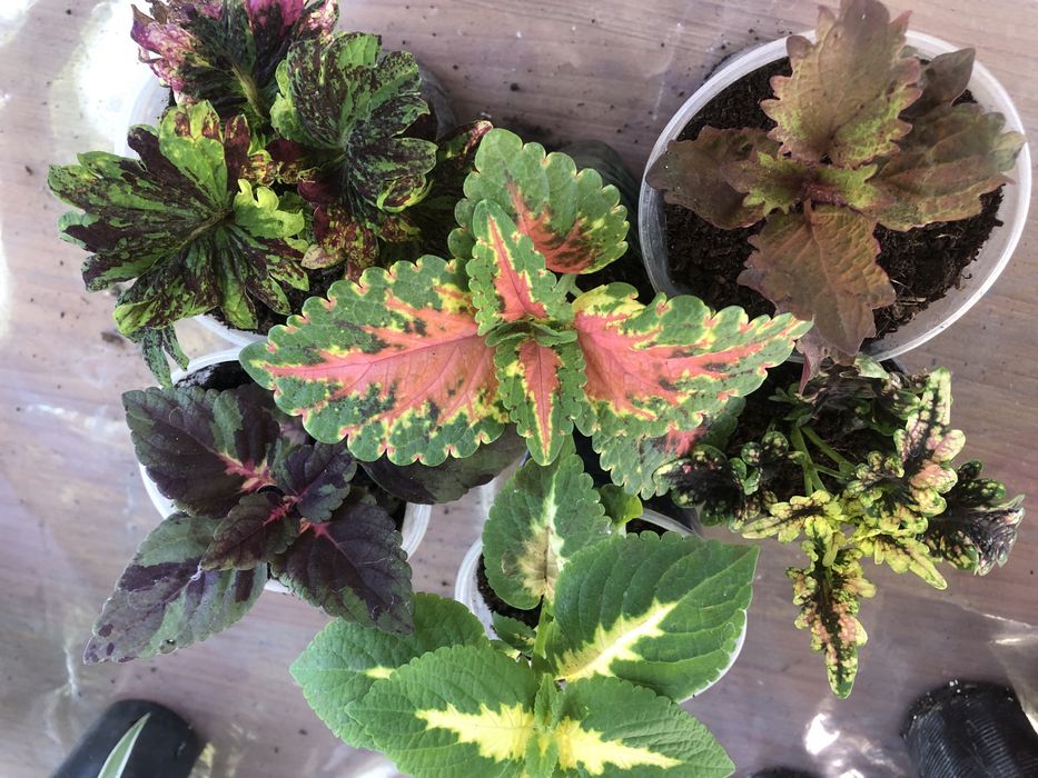 Колеуси, в стаканчиках недорого.