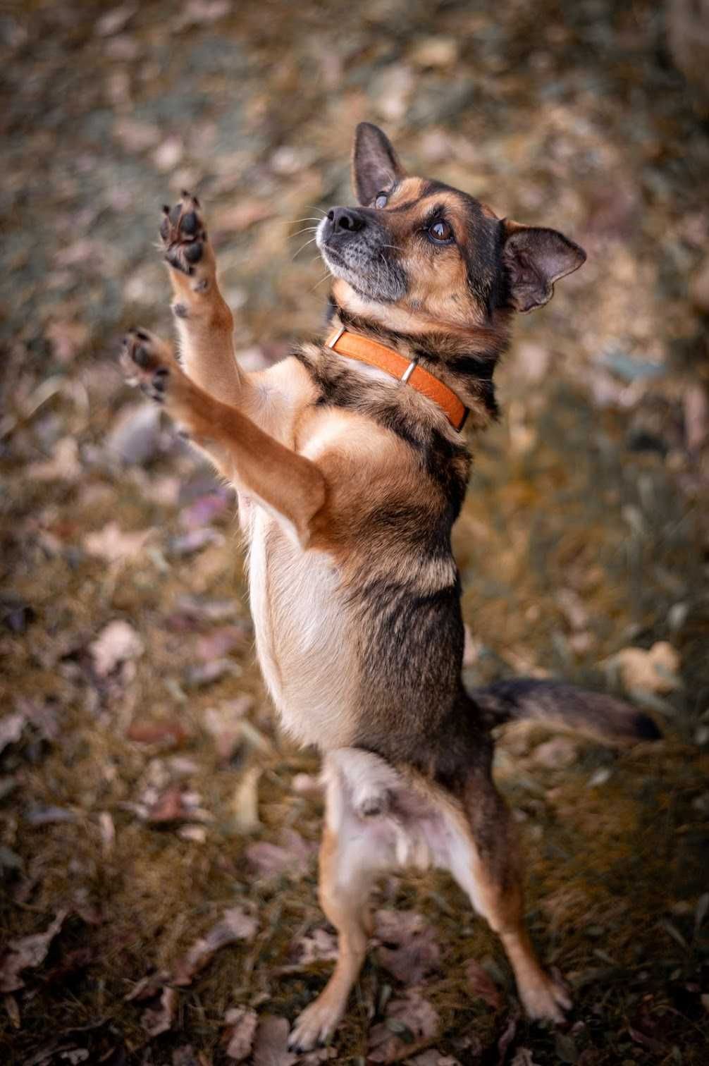 Zigi w typie malutkiego pinczera prosi o dom!