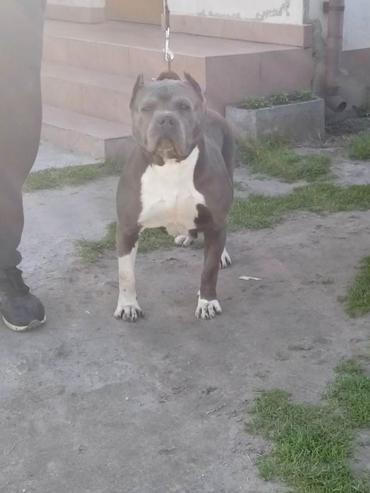 Amstaff Chłopiec Amstaf