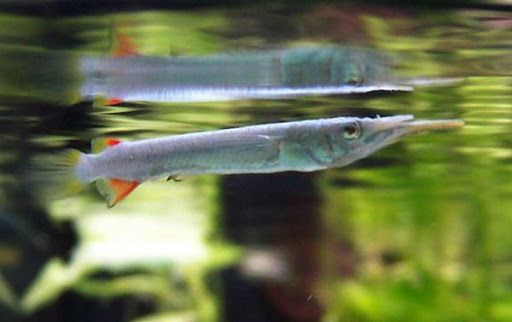 Нанорибки для невеликого акваріуму