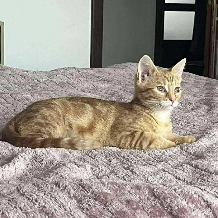 Różyczka szuka domu