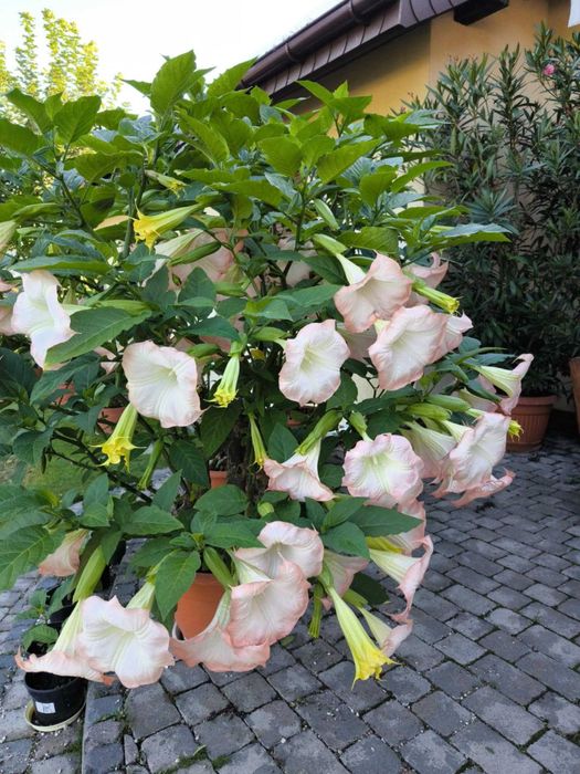 Datura brugmansja sadzonka sadzonki