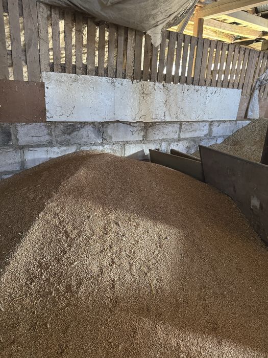 pszenżyto ozime tributo