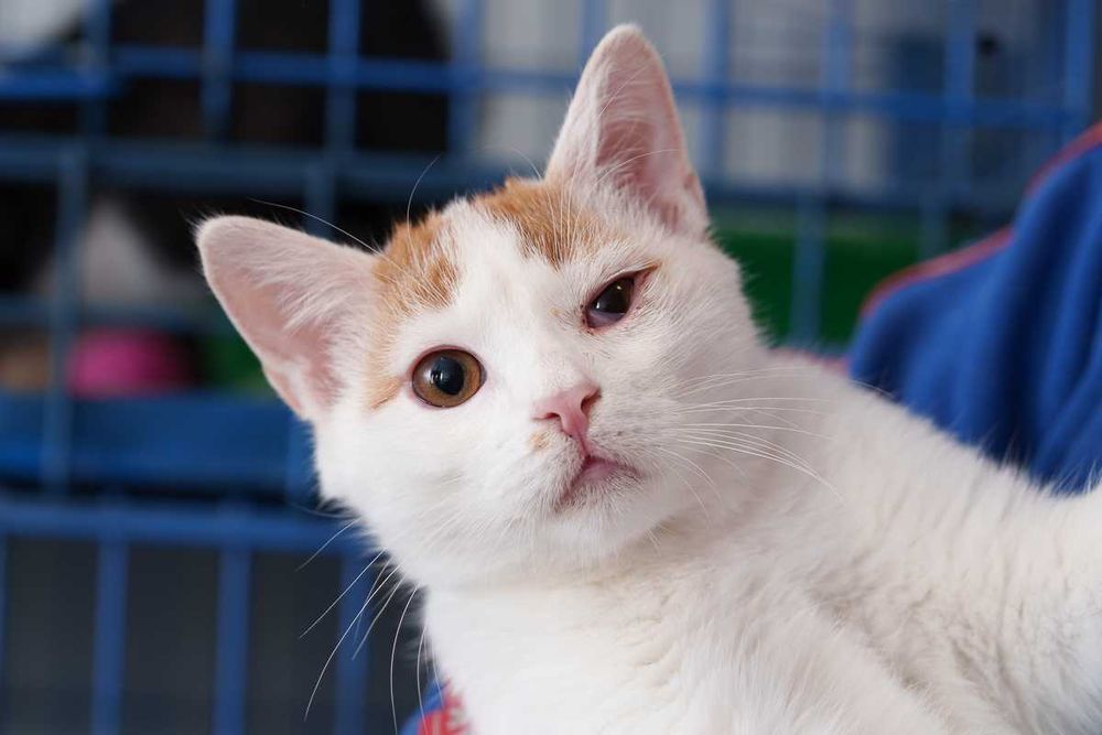 Kociaki rude szukają domów -schronisko Zgierz -aktualne