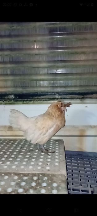 Galinhas Paduanas Camurça