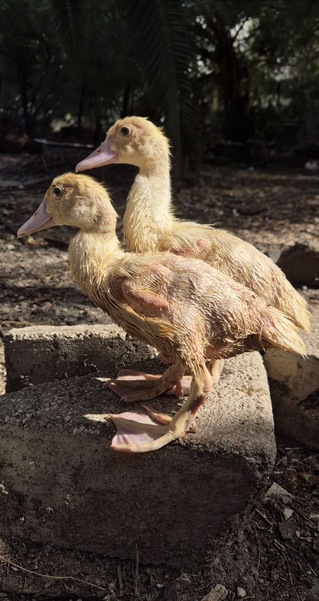 [VENDO] Patos mudos