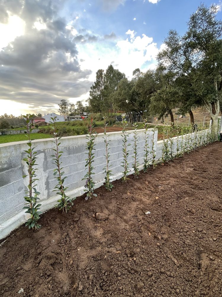 Photinias e grama brasileira
