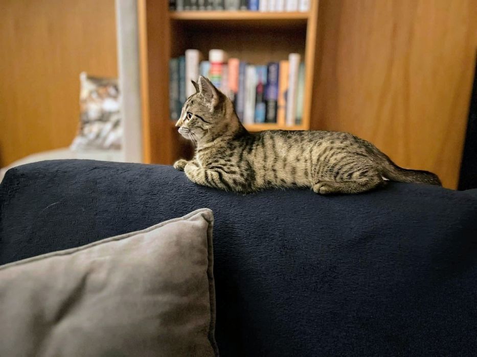 Mała kotka Lawenda czeka na dom