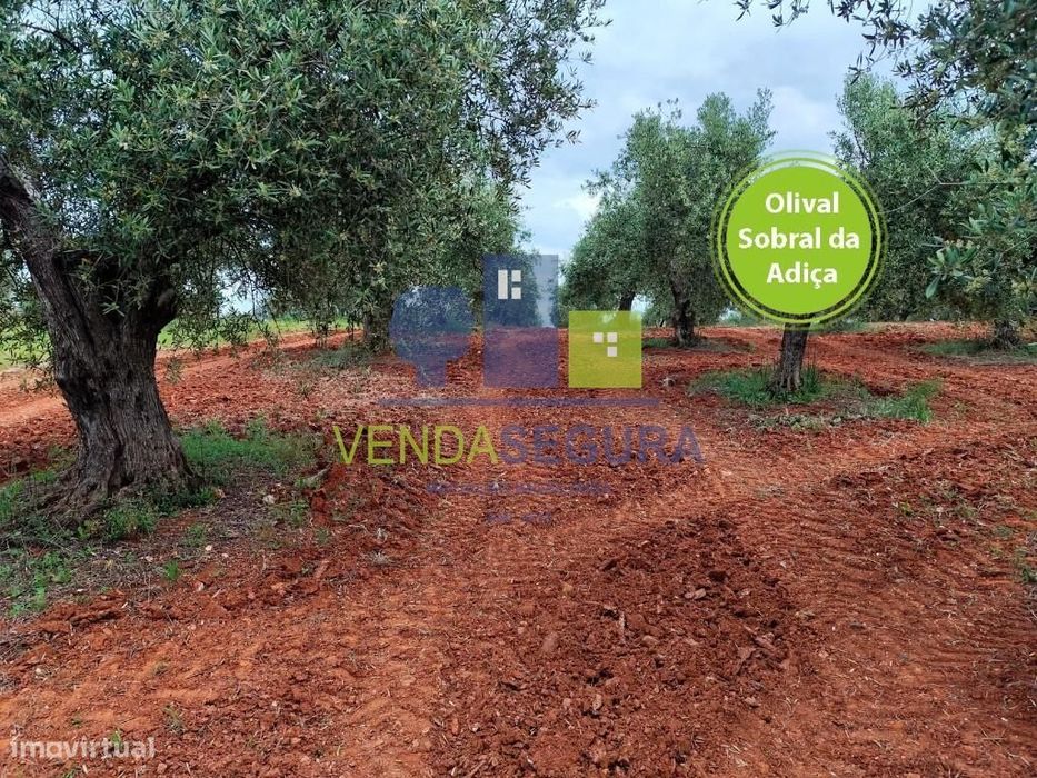 Olival 0,35 Ha | Sobral da Adiça
