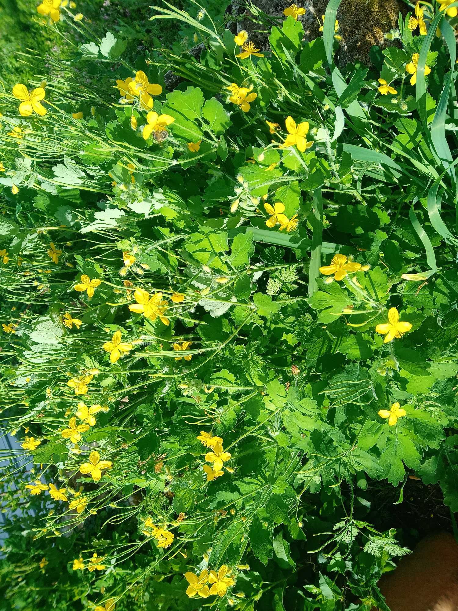 PLANTA BETADINE ( Chelidonium Majus ).. OFERTA