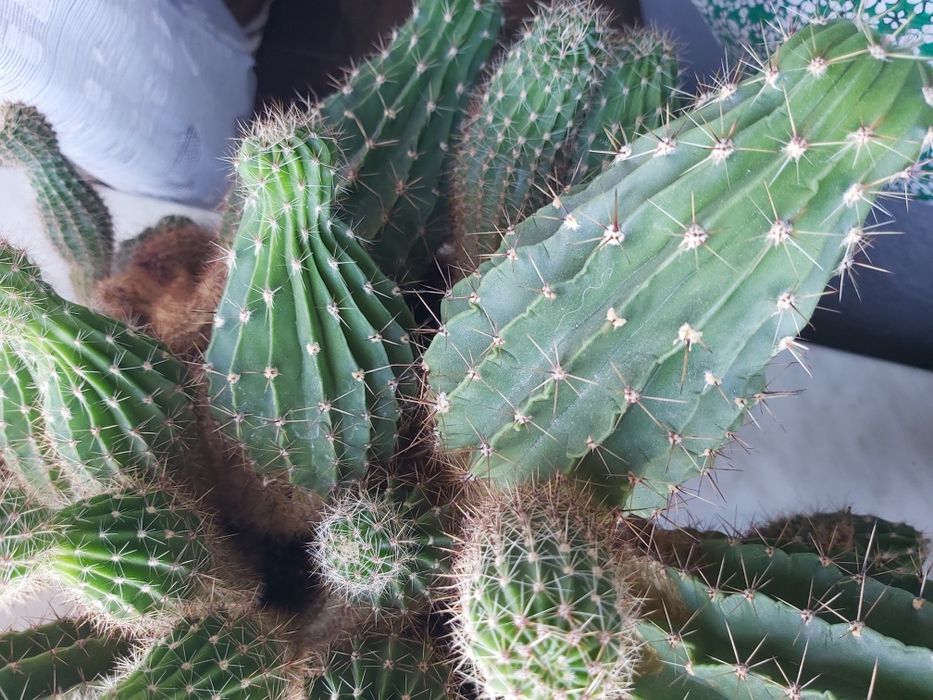 Kaktus kwitnący, duży, gęsty