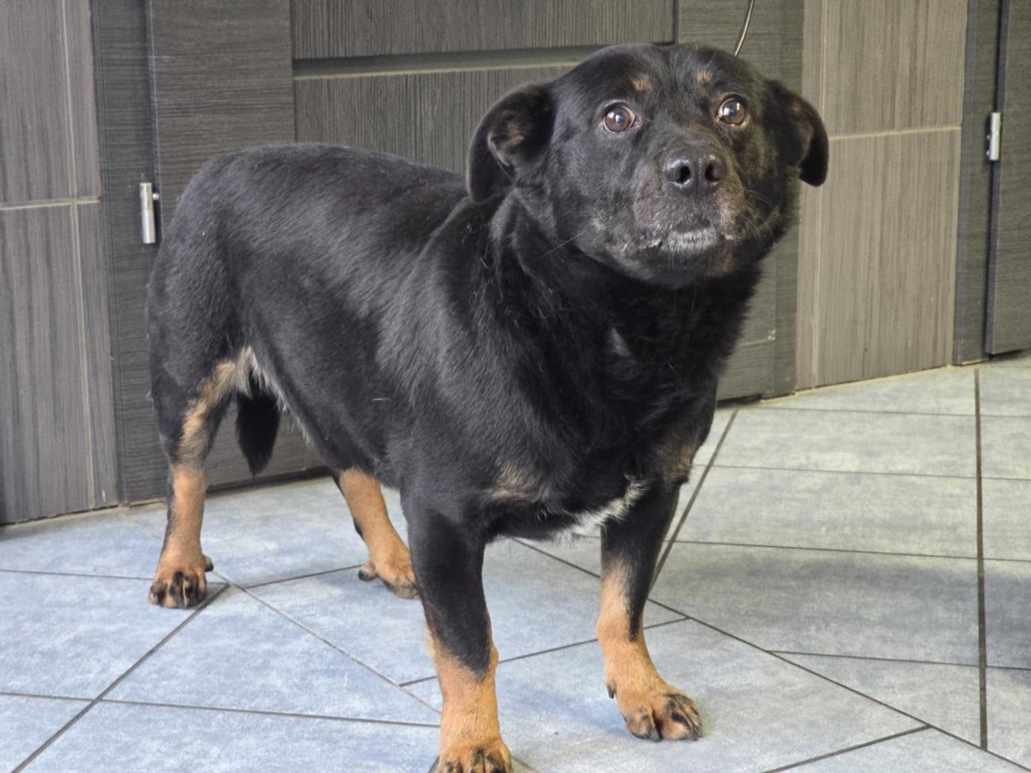 Dżambo - piesek do adopcji