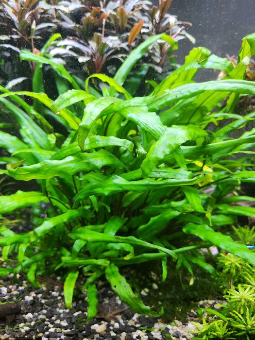 Rośliny akwariowe z przycinki