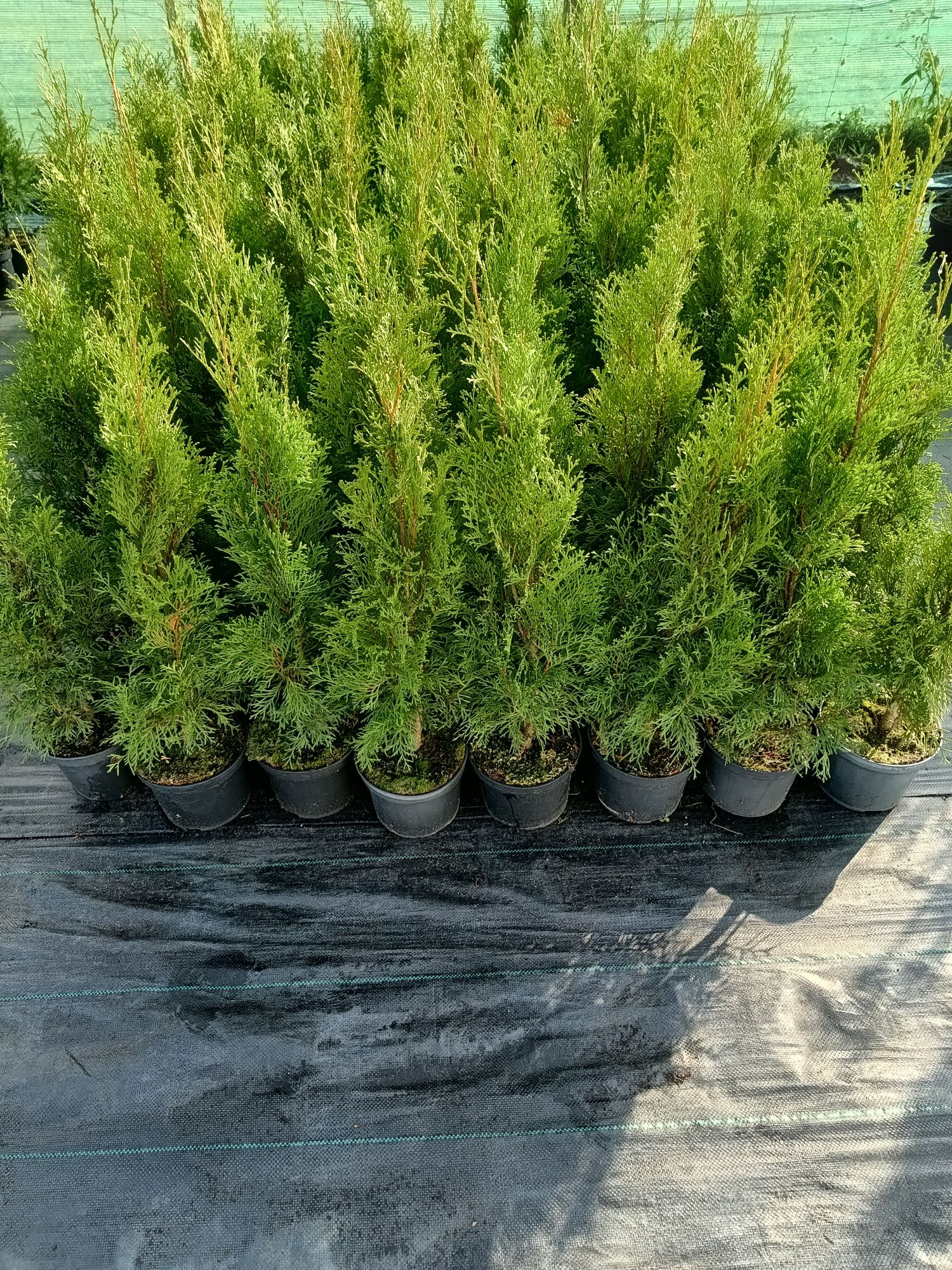 Tuja szmaragd 50 - 60cm
