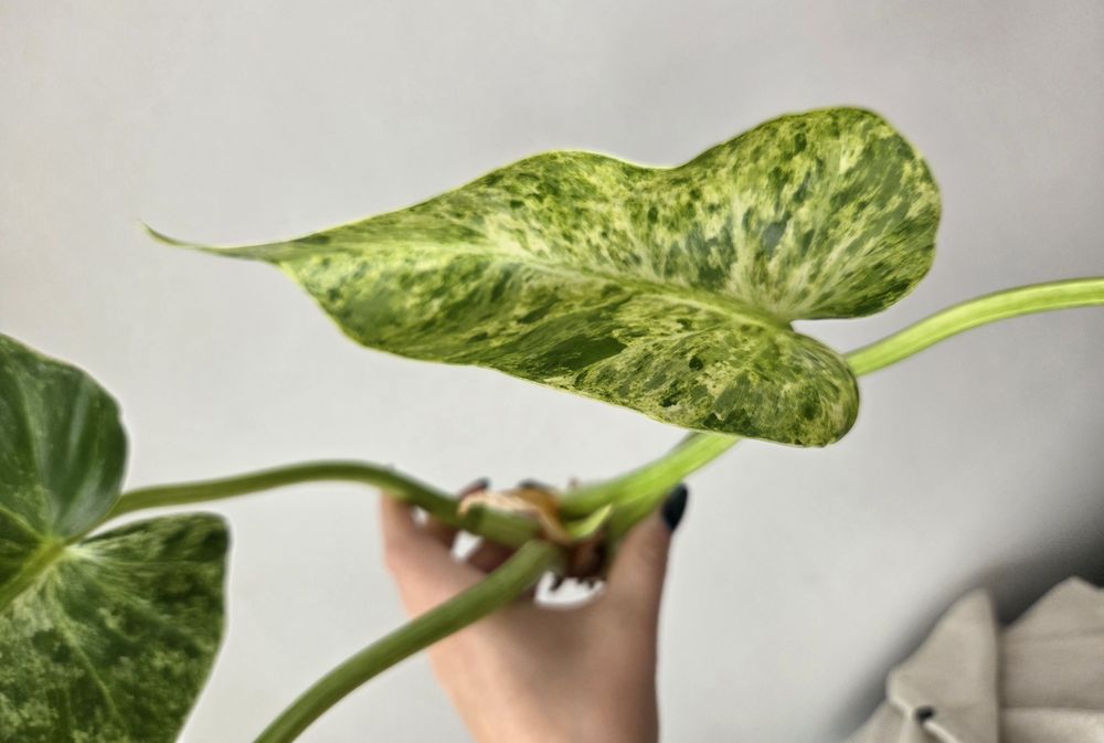 Philodendron Giganteum Variegata