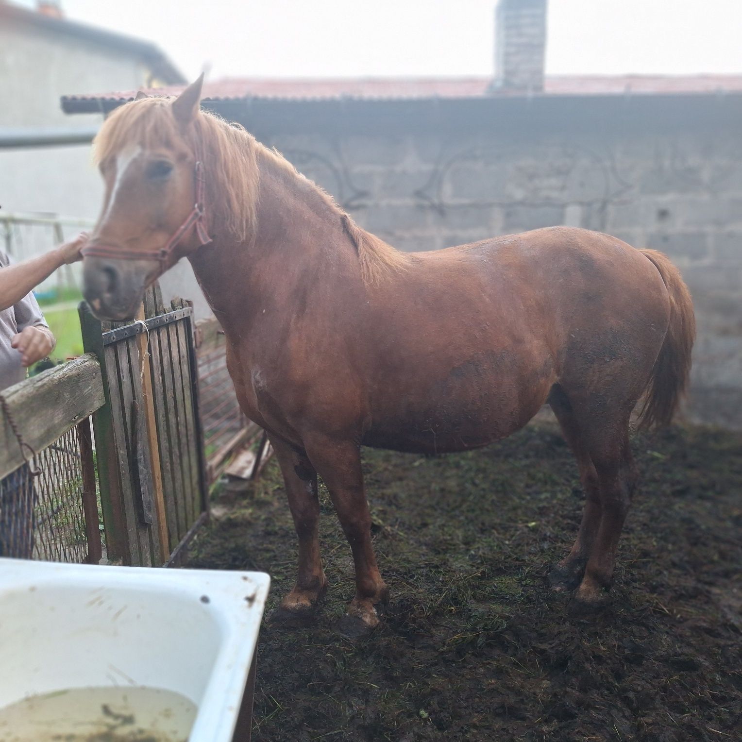 Sprzedam klacz ze źróbką