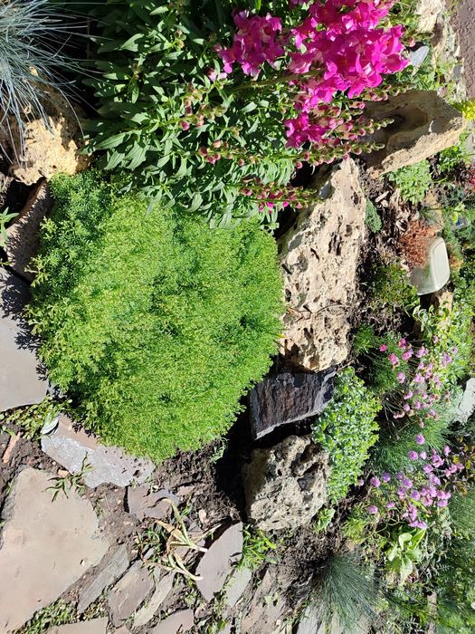 Очиток м'ясистий, біла лілія, м'ята смак жуйки Wriggle's