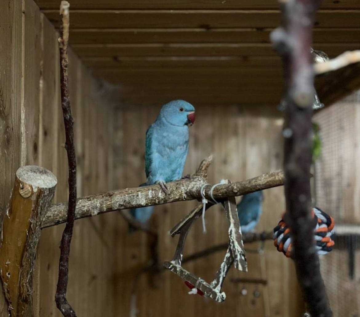 Ожереловые попугаи голубого/синего окраса