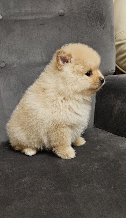 Szpic miniaturowy pomeranian suczka