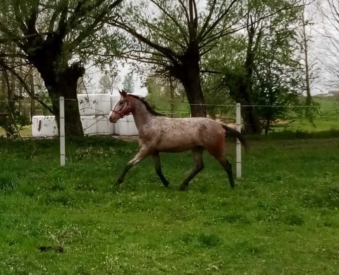 Klacz SP 9 lat wysokoźrebna