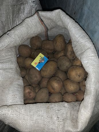 Продам насіневу картоплю