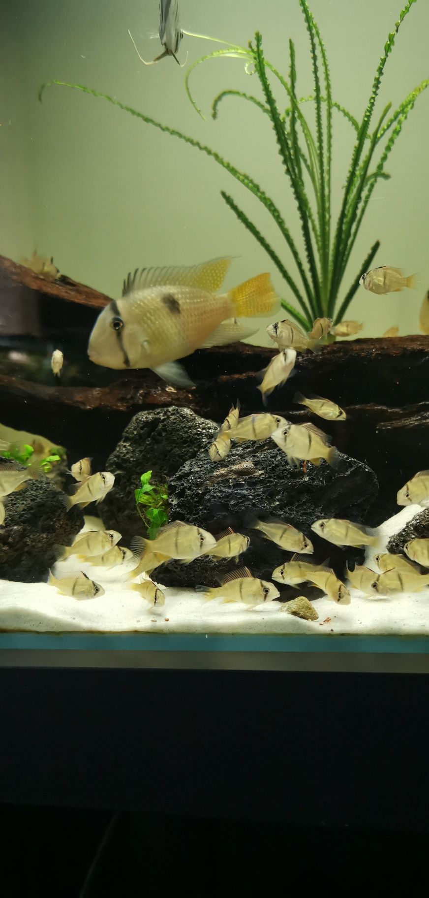 ziemiojady Guianacara stergiosi 4-5cm